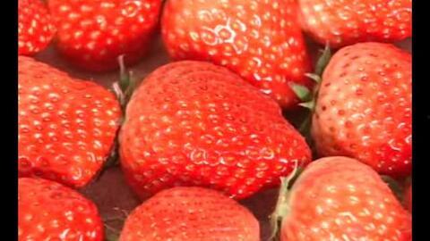 草莓种植爆料视频大全下载,爆款视频大全深度解析  第3张